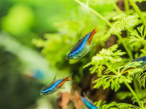 燈魚混養|紅蓮燈魚養護指南：10個技巧讓你打造完美的霓虹水族箱